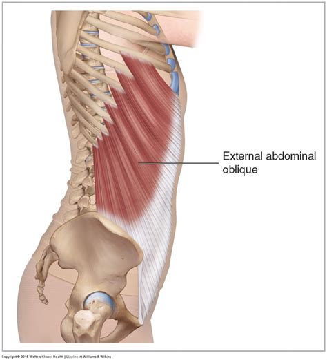 External Abdominal Oblique - Learn Muscles