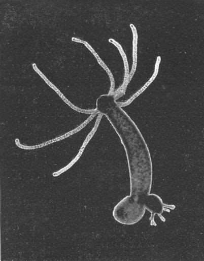 Hydra (genus) - Wikipedia