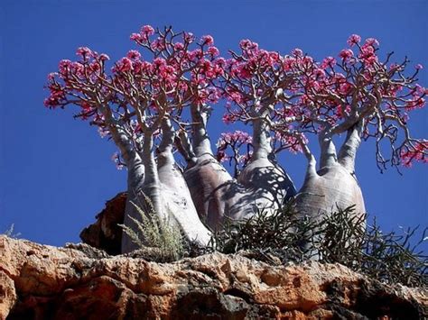 Socotra Island the Most Exotic Nature and Wildlife in the Earth - HubPages