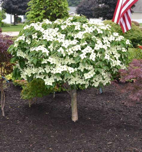 Milky Way Chinese Dogwood Tree Ornamental Trees Landscaping, Dwarf ...