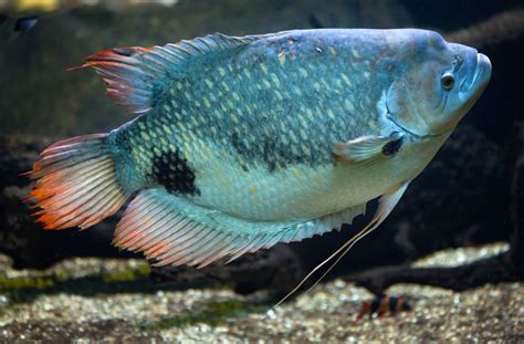 Gourami | Types, Characteristics, & Facts | Britannica