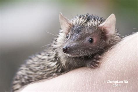 African Tenrec | Cute Animals, Interesting Creatures