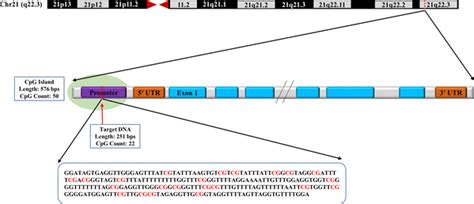 Schematic picture of the target CpG sites of selected CpG island in the ...