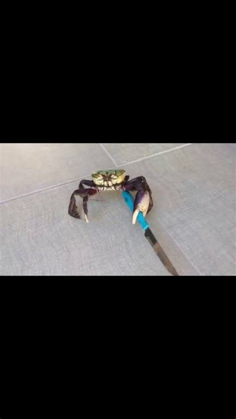 Crab With A Knife, meme, HD phone wallpaper | Peakpx