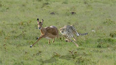 Can Gazelle Escape From Cheetah Hunting ? - YouTube