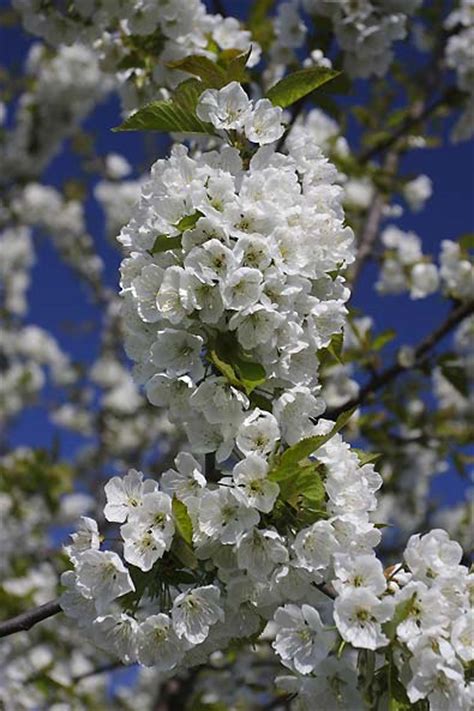 Cherry Tree, 'Montmorency' - De Groot, Inc. - Perennials, Daylilies ...