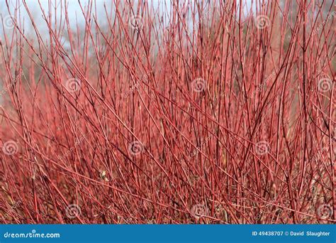 Red Osier Dogwood Clump in Winter Stock Image - Image of park, sunny ...