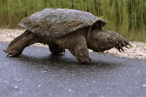 There was a tortoise on the side of the road ... - The Chat Board - The ...