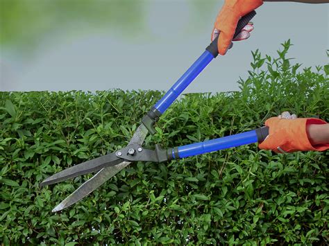 Helpful Tips for Trimming Bushes