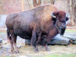 Wyoming State Mammal: Bison (Bison bison)