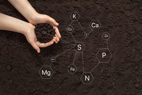 The 5 Components of Healthy Soil | Nature's Select Triangle