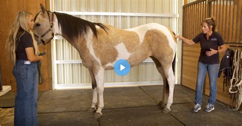 Tail Stretches and Lumbar Lift for Horses - Horse and Rider