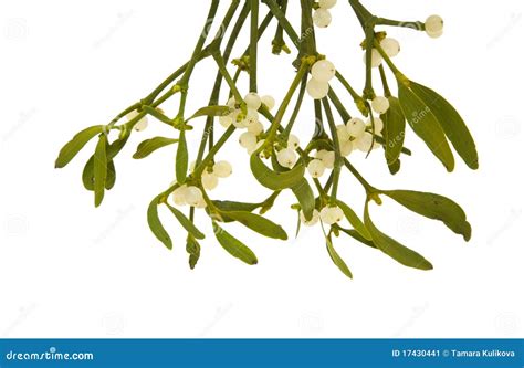 Mistletoe stock image. Image of european, common, smooth - 17430441