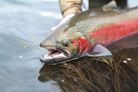 After 30 years of endangered listing for Chinook, it’s time to bring ...