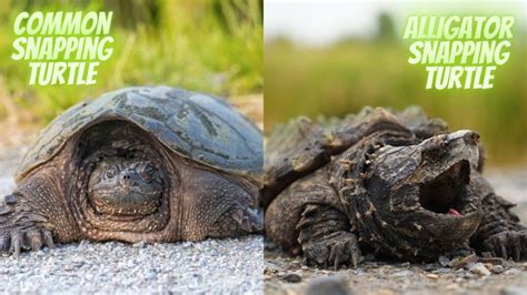 Common Snapping Turtle vs. Alligator Snapping Turtle [15 Differences ...