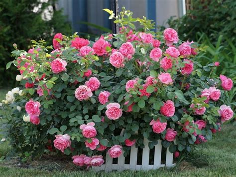 Natural Rose Flower Garden Photos | Best Flower Site