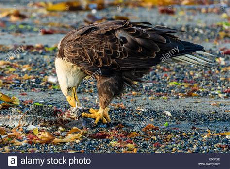 Eagle Eating Fish Stock Photos & Eagle Eating Fish Stock Images - Alamy