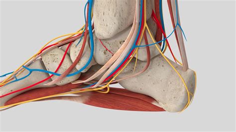 Complete Foot Anatomy 3D Model $89 - .fbx .unknown .max .obj - Free3D