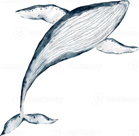 watercolor whale sea animal 16532845 PNG