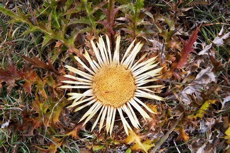 Premium Photo | Carlina acanthifolia