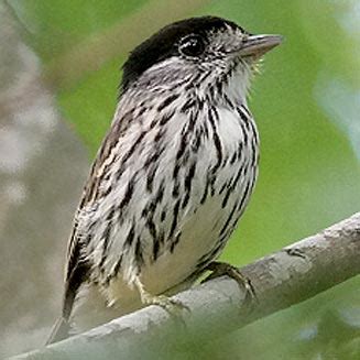 African broadbill