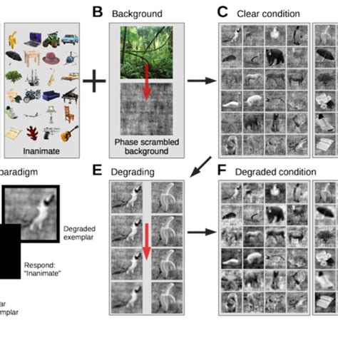 Stimuli and experiment design. A. Stimuli consisted of 24 animate and ...