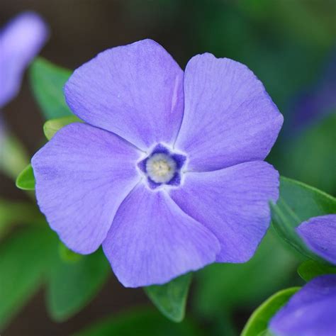 Buy lesser periwinkle ( syn. La Grave ) Vinca minor 'Bowles's Variety'