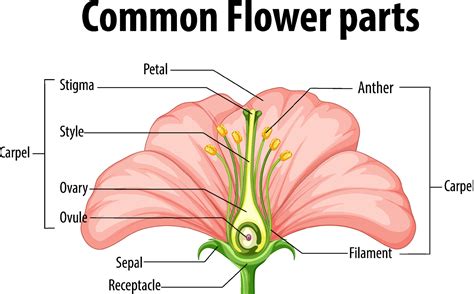 Diagram showing common flower parts 7190869 Vector Art at Vecteezy