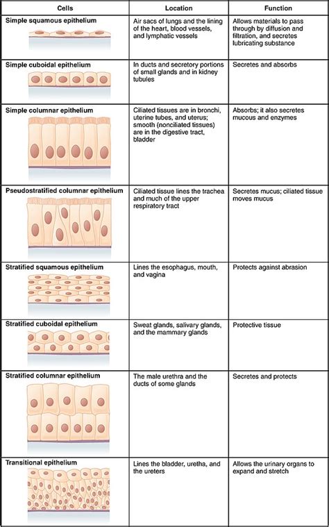 Epithelium - Wikipedia