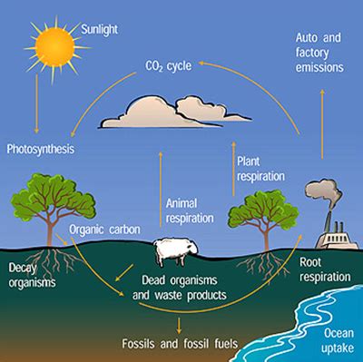 Top 31+ imagen fossil fuel combustion - Abzlocal.mx