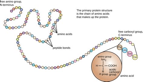 Protein Sequencing of Edman Degradation - Creative Proteomics Blog