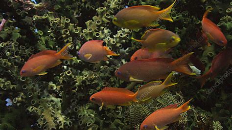 Anthias - Stock Video Clip - K002/2638 - Science Photo Library