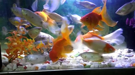 My Goldfish Aquarium - YouTube