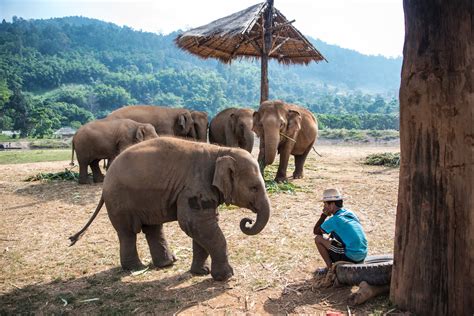 Which is the Best Chiang Mai Elephant Sanctuary?