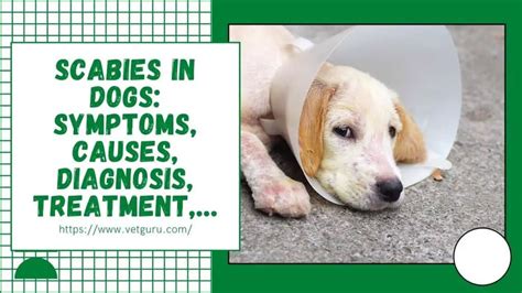 Scabies in Dogs: [A-Z] Symptoms, Causes, Diagnosis, Treatment,...