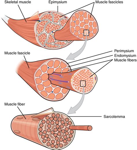 Skeletal Muscle | Anatomy and Physiology