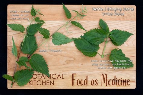 Nettle Tea | Nourishing Herbal & Food as Medicine Recipes