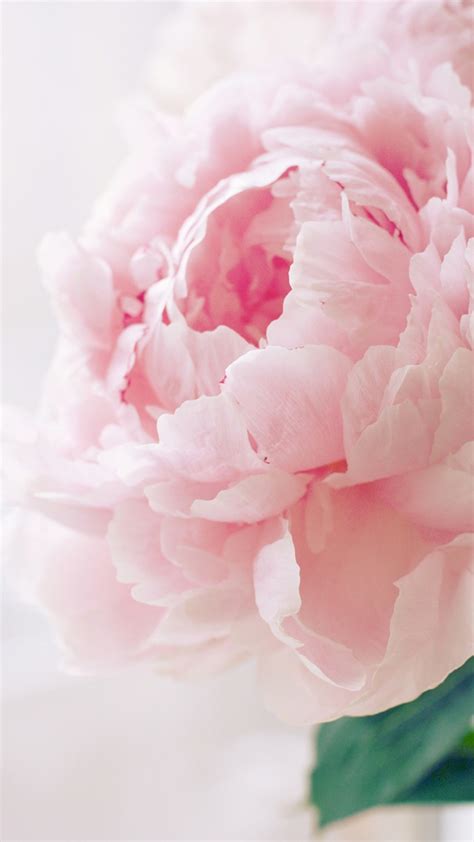 Pink Peony Wallpapers (57+ images)