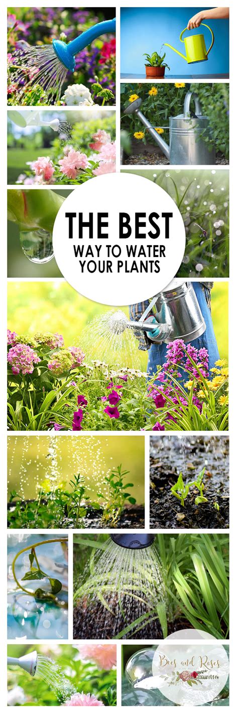 The Best Way to Water Your Plants ~ Bees and Roses