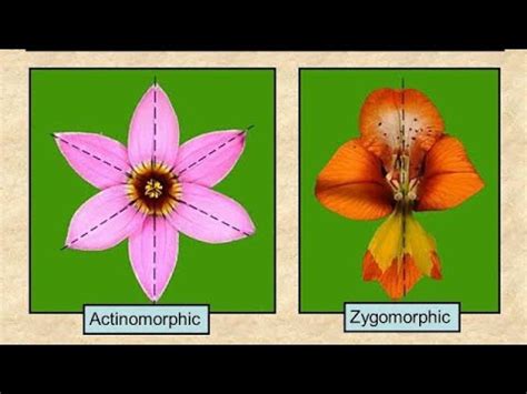 Actinomorphic, Zygomorphic, And Asymmetric Flower In Hindi/Urdu - YouTube