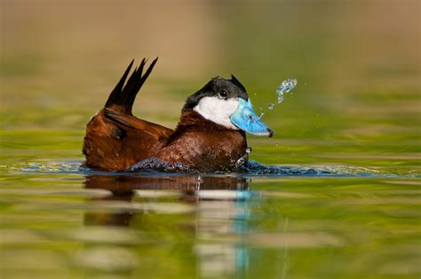 Waterfowl - Mike Lentz Nature Photography