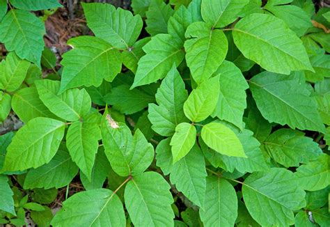 Fast, Natural and Safe Poison Ivy Remedy – 101 Ways to Survive