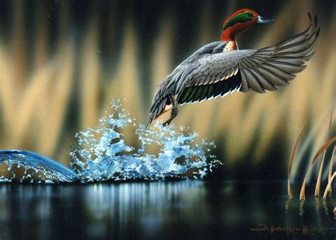 Amazing Wildlife New Photography 2011 | All Amazing