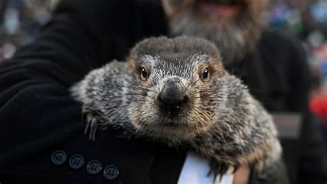 When is Groundhog Day 2024? See Punxsutawney Phil make his prediction