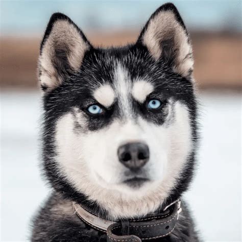 Blue Eyes Siberian Husky - jevtonline.org