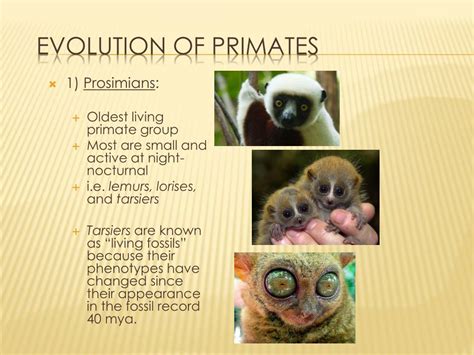 PPT - Chapter 26.3 Primate Evolution PowerPoint Presentation, free ...