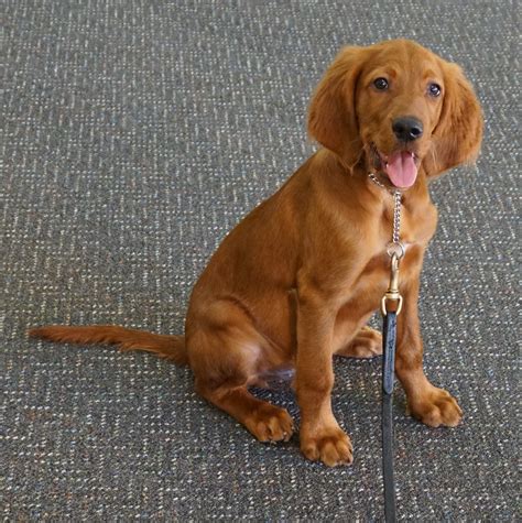 Chief: Irish Setter Puppy - Man's Best Friend