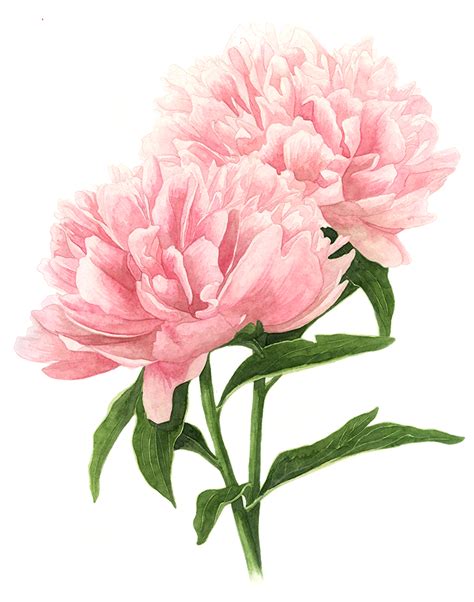 Double Pink Peonies — Amanda Farquharson