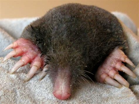 Facts About Moles | Live Science