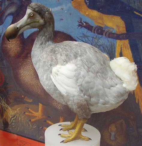 File:Dodo 1.JPG - Wikipedia, the free encyclopedia